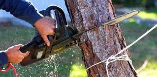 Best Firewood Processing and Delivery  in Avalon, NJ