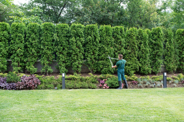 Best Root Management and Removal  in Avalon, NJ