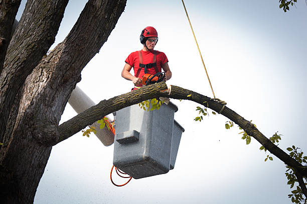 Avalon, NJ Tree Removal Company
